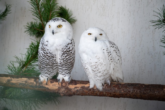 pair of snow owls