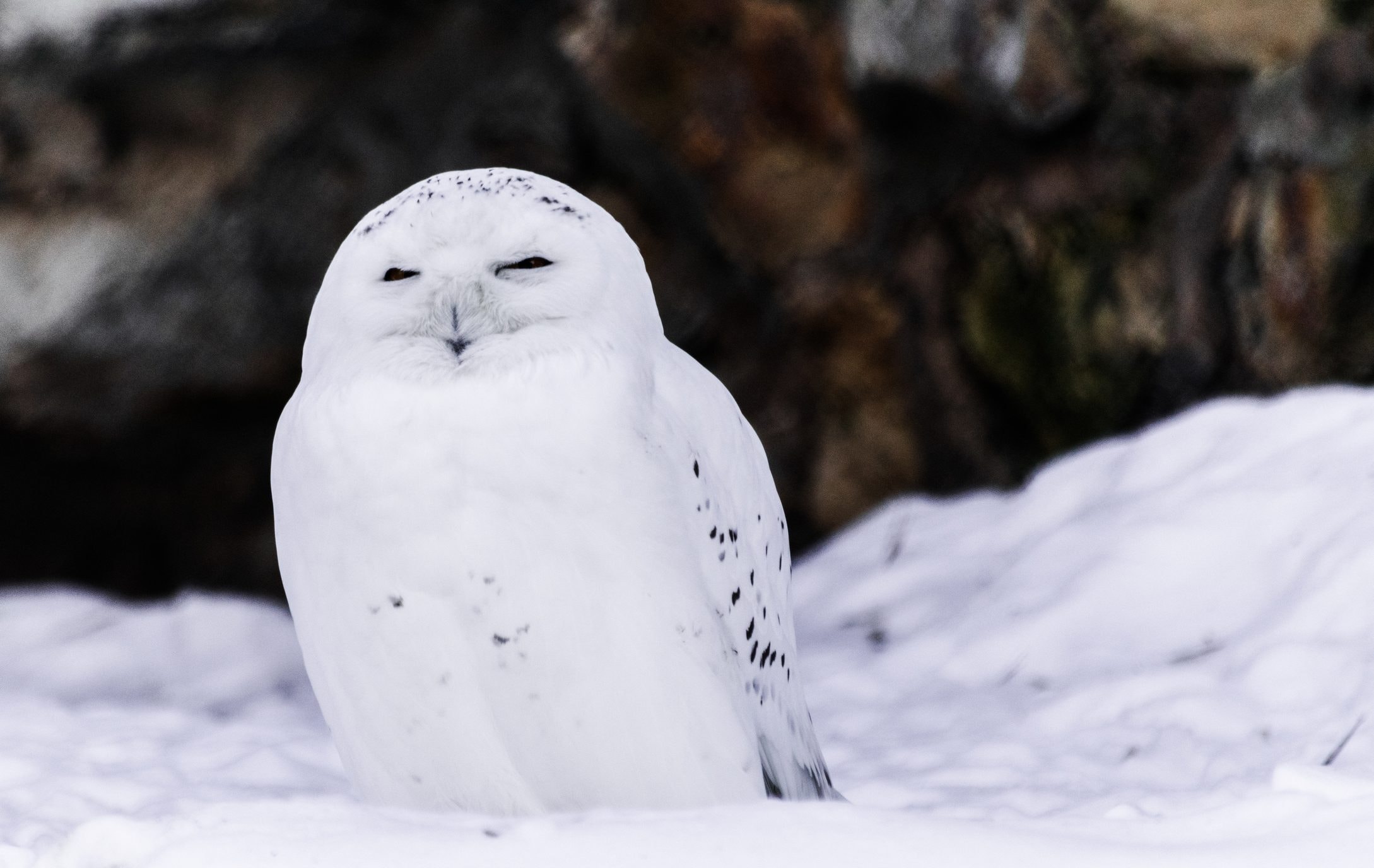 Where is the snowy owl, the unique arctic predator in the world, found and why it no longer exists in Sweden