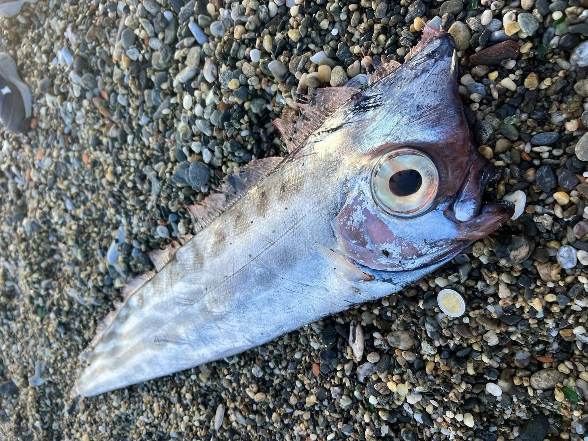 What is the rare unicorn fish found beached on the coast of Milazzo in Sicily and where does it live?