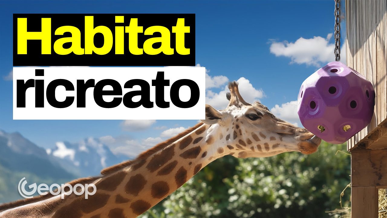 How animals live in zoos: habitats recreated as in nature, here's what's behind it