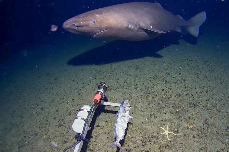 Sleeper shark spotted at 490 m depth in the freezing waters of Antarctica: it's the first time