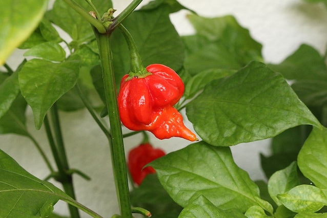 Trinidad Scorpion Butch T