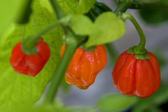 Komodo dragon pepper