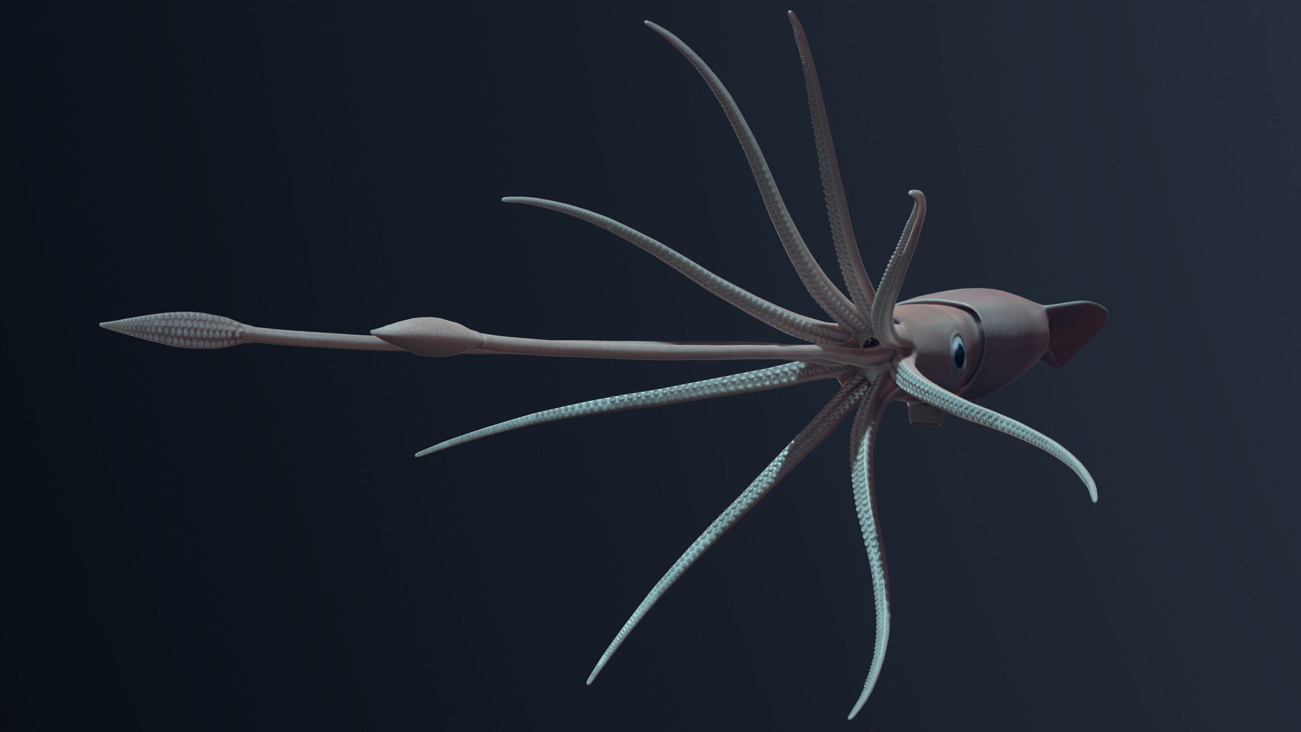 Record-breaking invertebrates, the colossal deep-sea squid is the largest on the planet