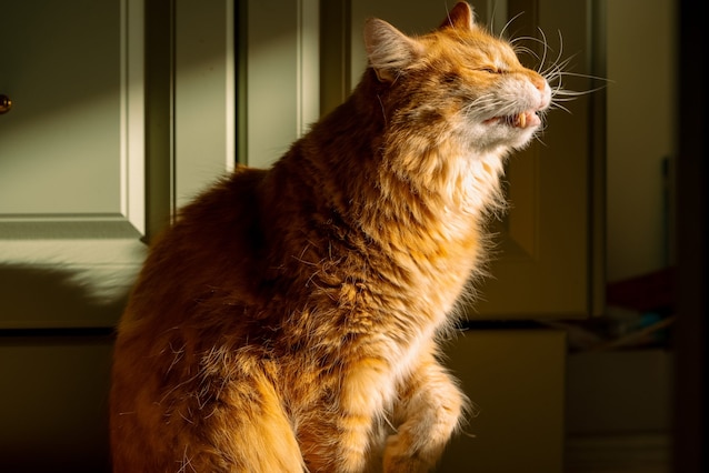 cats response flehmen