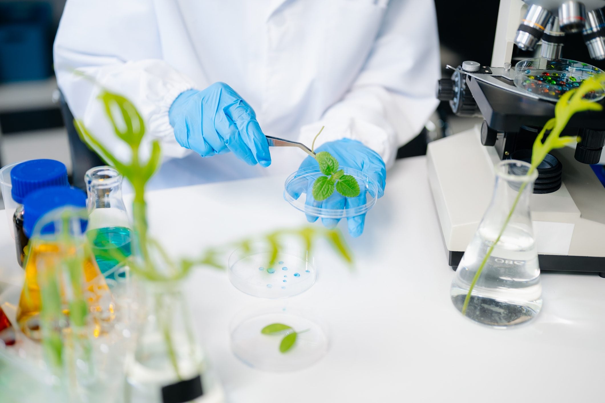 The first biohybrid plant that absorbs more CO2 thanks to nanoparticles: the new Italian study