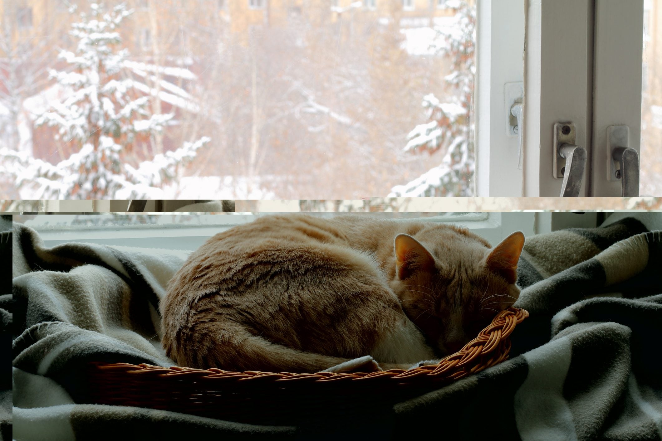 Because cats sleep more in the cold in winter: they can even sleep for more than 18 hours