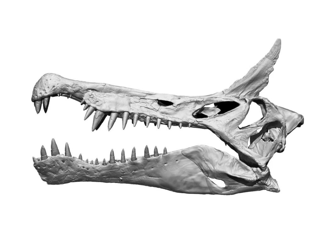 The dinosaur Spinosaurus mirabilis, the largest predator ever to have lived on Earth, was discovered in the Sahara
