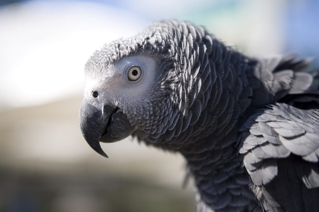 parrots word recognition