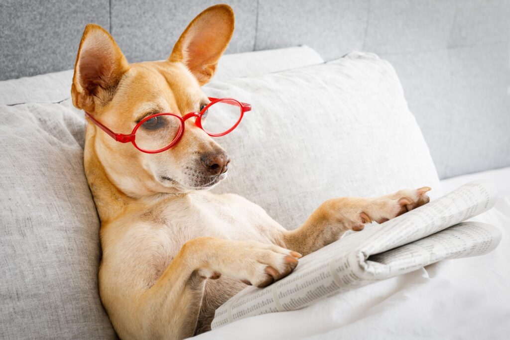 Can animals “read”? Some have the ability to recognize human symbols and words