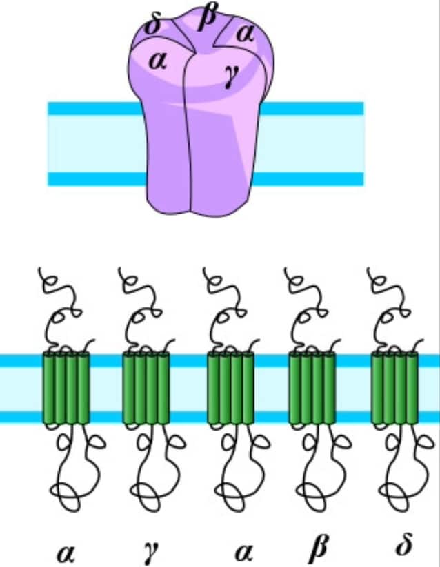 nicotinic receptor