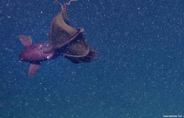 vampire-squid-hires