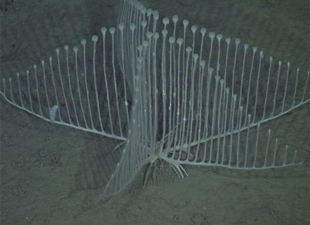 carnivorous harp sponge
