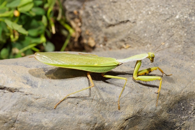 Indochinese giant mantis