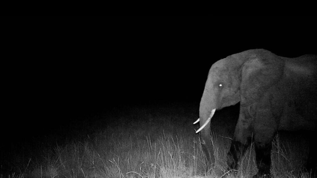 Disney+, Werner Herzog talks about the search for the ghost elephants