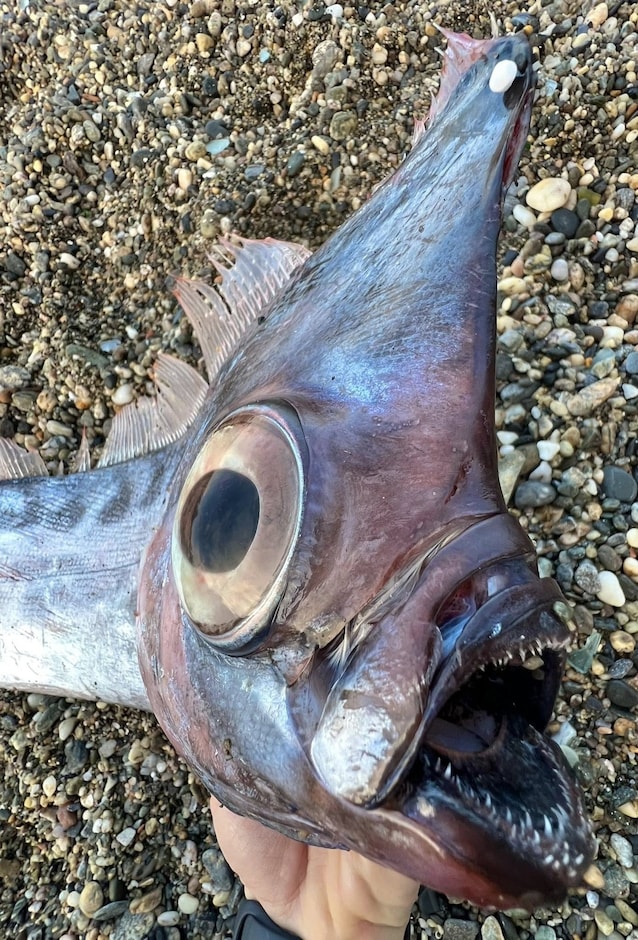 crested unicorn fish
