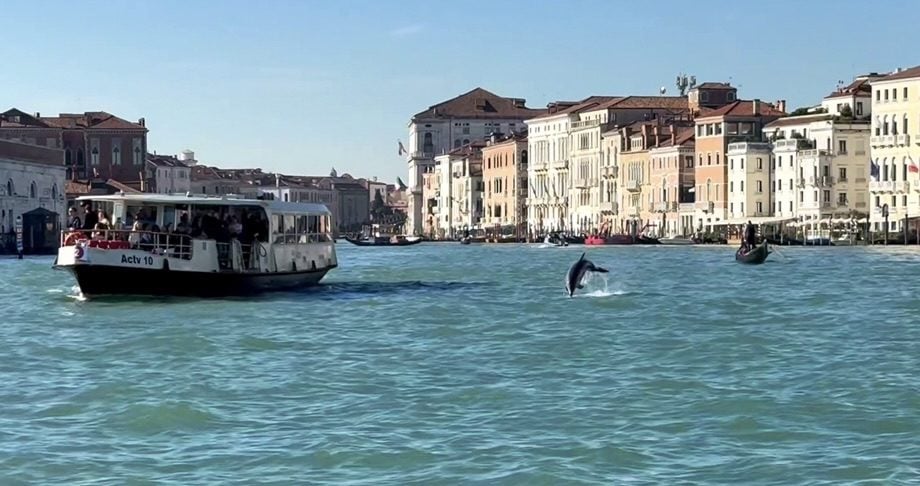The solitary dolphin “Mimmo” in Venice is not a pastime for tourists, but an animal to be protected