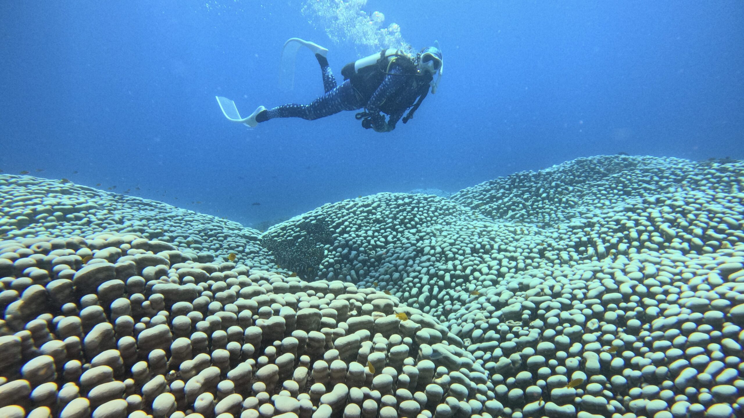 The largest coral colony in the world discovered in Australia during a dive: 111 m long