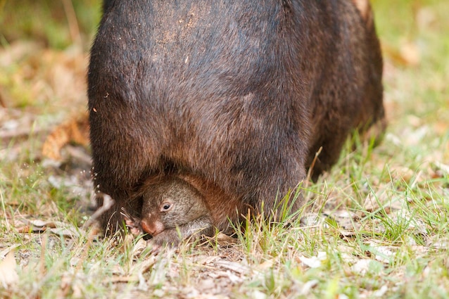 pouch wombat
