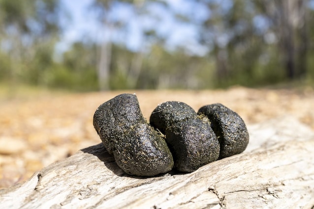 wombat poop
