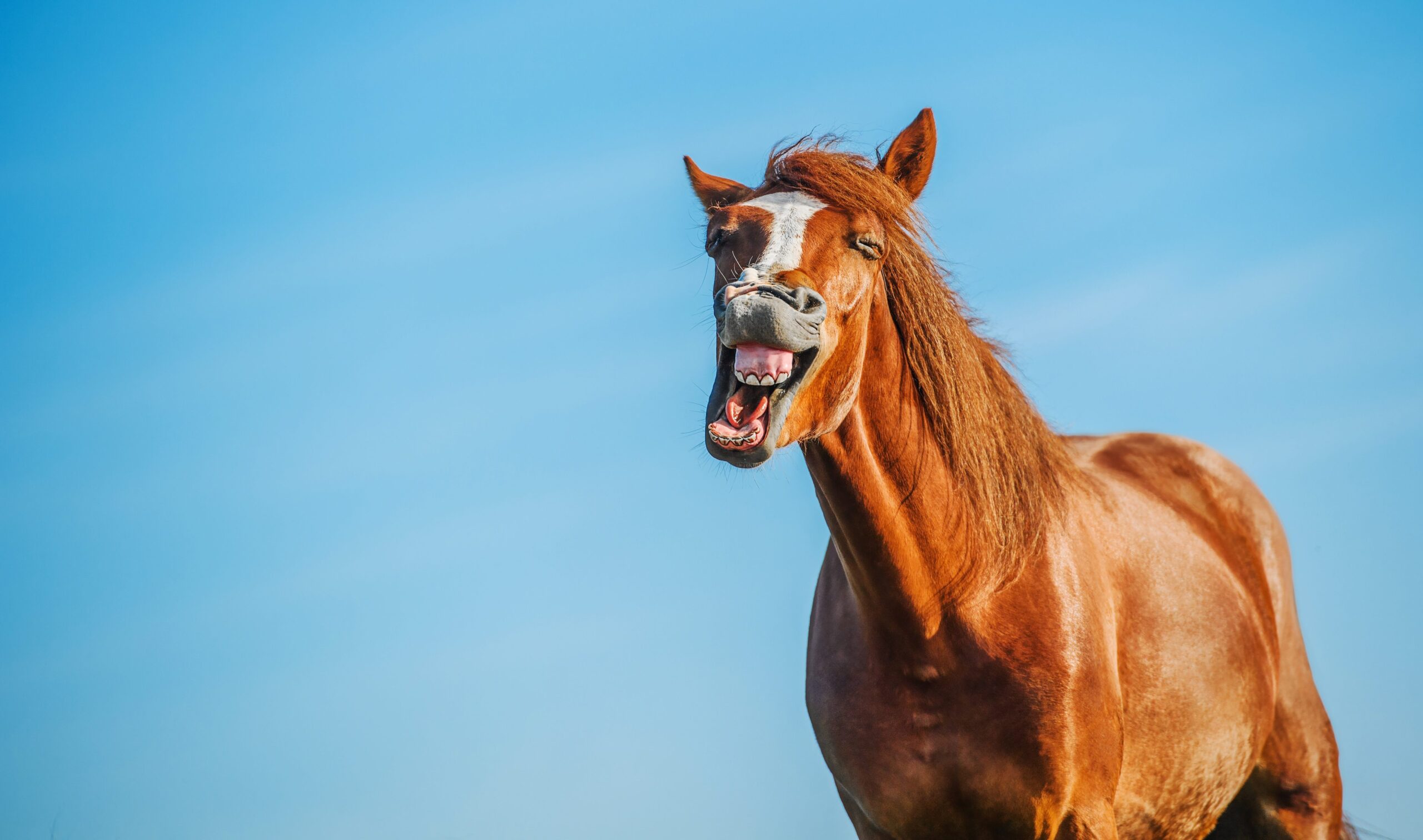 Horse neighing has two different sounds, one is a "whistle": the study that explains biphonation