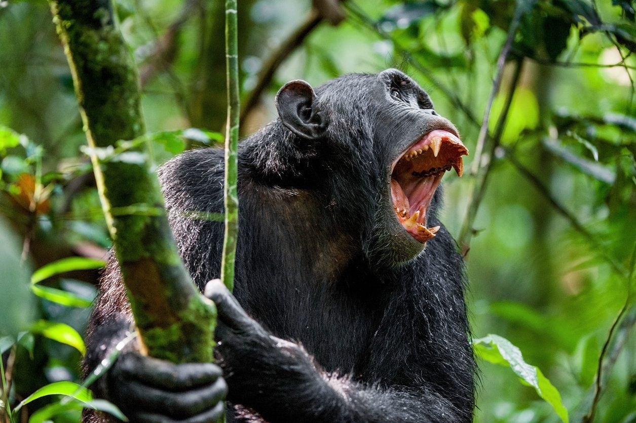 In Tanzania there was a "war" between chimpanzees that lasted 4 years: the dark side discovered by Jane Goodall