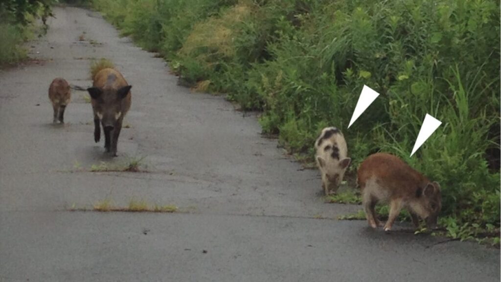 Boar-pig hybrids were born in Fukushima after the nuclear disaster: the study conducted on the DNA of the hybrids