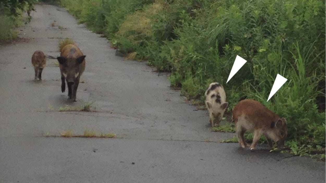 Boar-pig hybrids were born in Fukushima after the nuclear disaster: the study conducted on the DNA of the hybrids