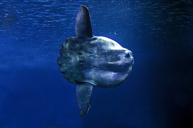 fin sunfish
