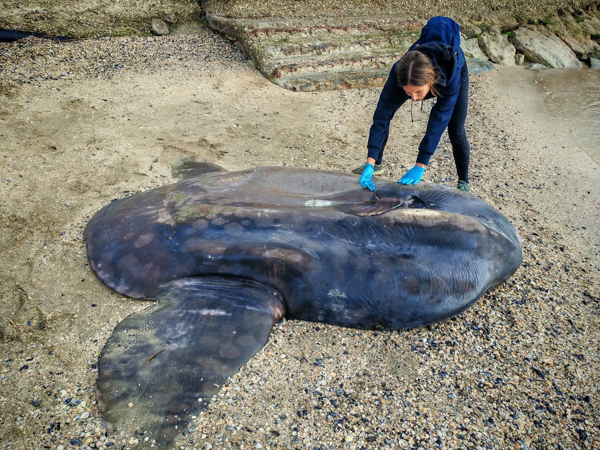 A rare specimen of sunfish stranded in Marina di Ravenna, measuring 2.5 meters and 400 kg, has been found