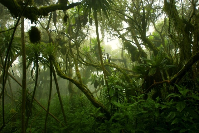 rainforest
