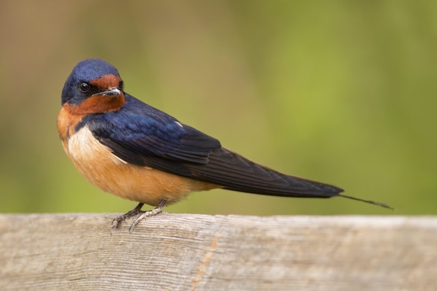 common swallow