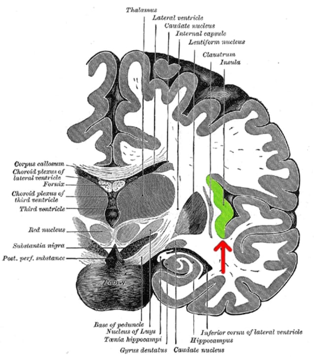 insula payments perception