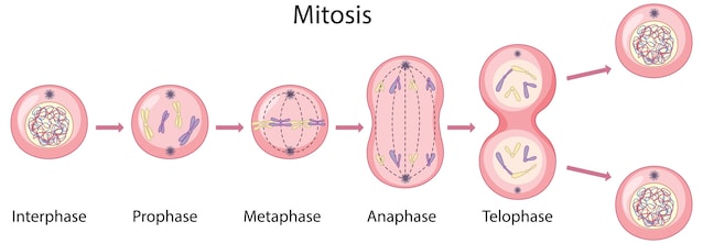 mitosis