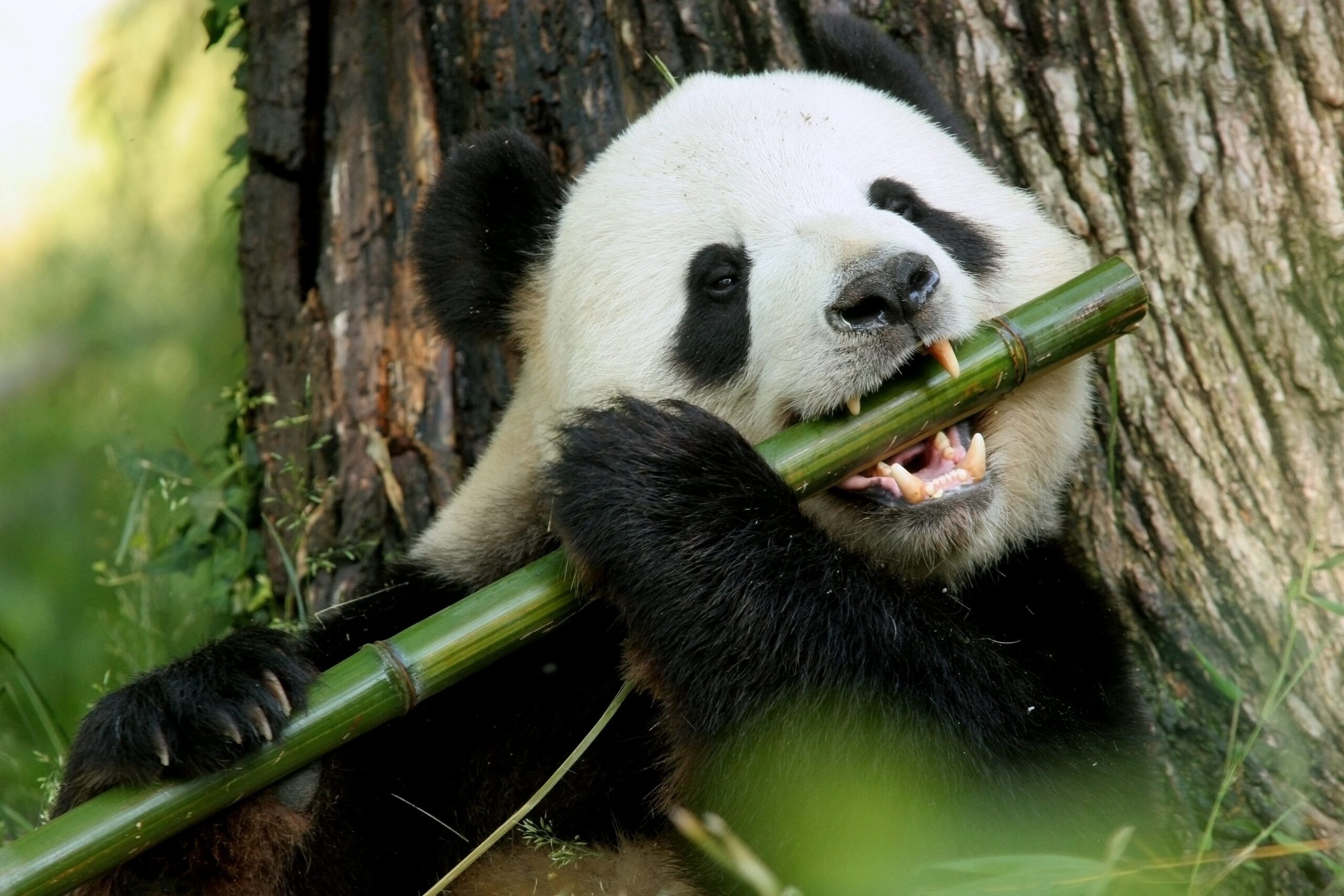 The giant panda has not been in danger of extinction for 10 years, but remains vulnerable: its conservation status
