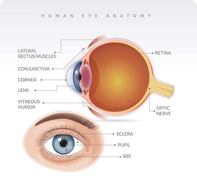 eye anatomy