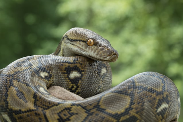 reticulated python