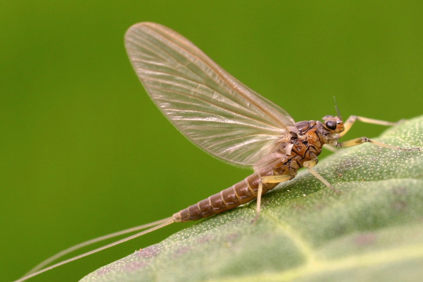 Mayflies, what are insects that live only a few hours: a unique life cycle
