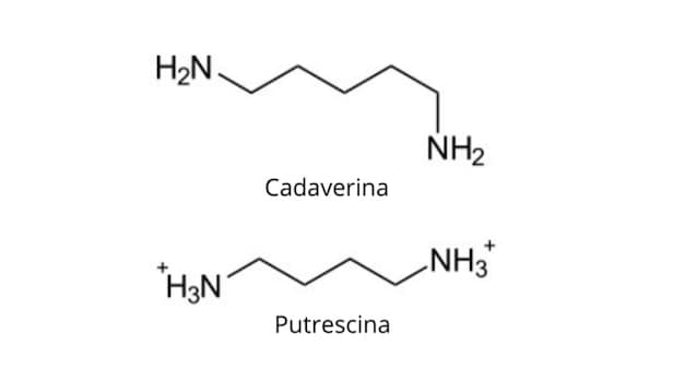 cadaverine and putrescine