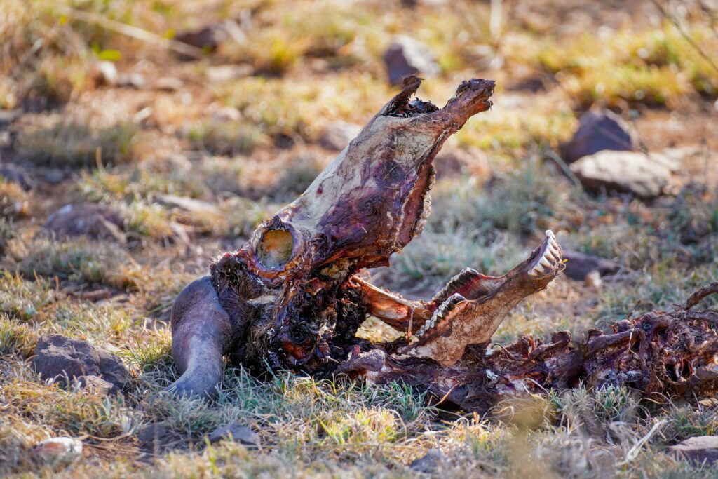 The putrefaction of a body, from the action of bacteria to the skeleton: all the phases