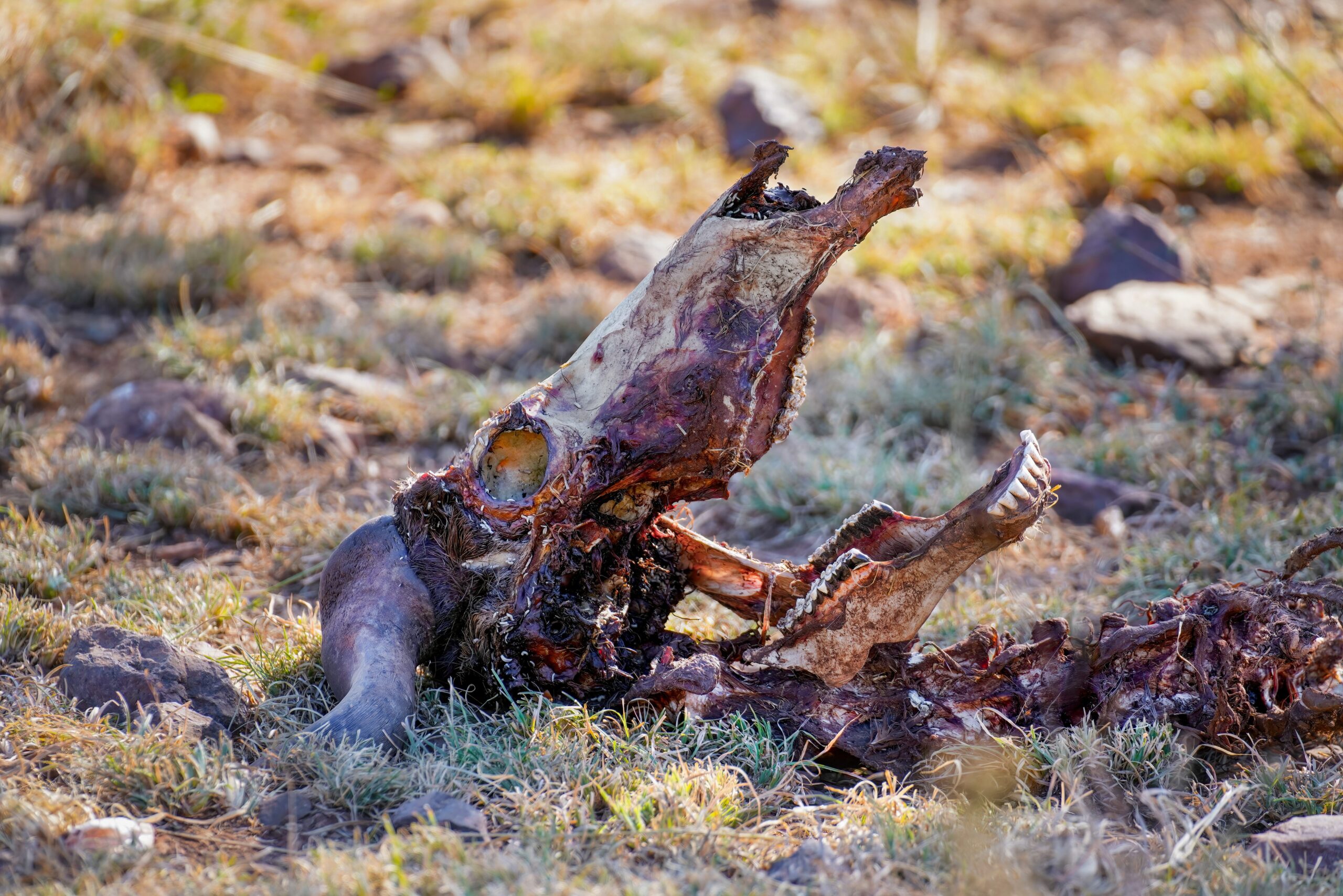 The putrefaction of a body, from the action of bacteria to the skeleton: all the phases