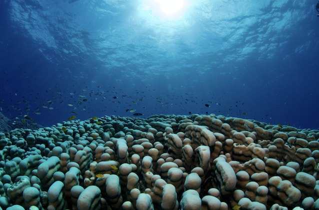 peacock clavus colony