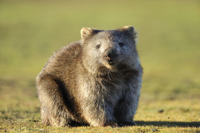 common wombat