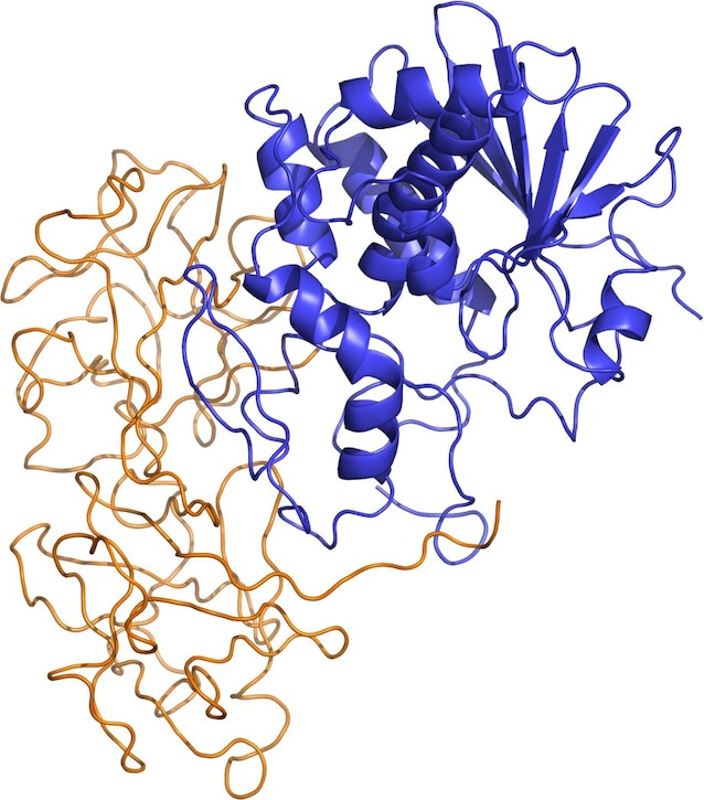 Ricin_structure