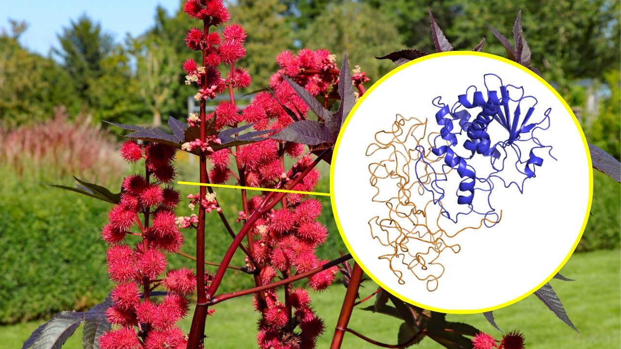 What is ricin and how does the lethal castor toxin work