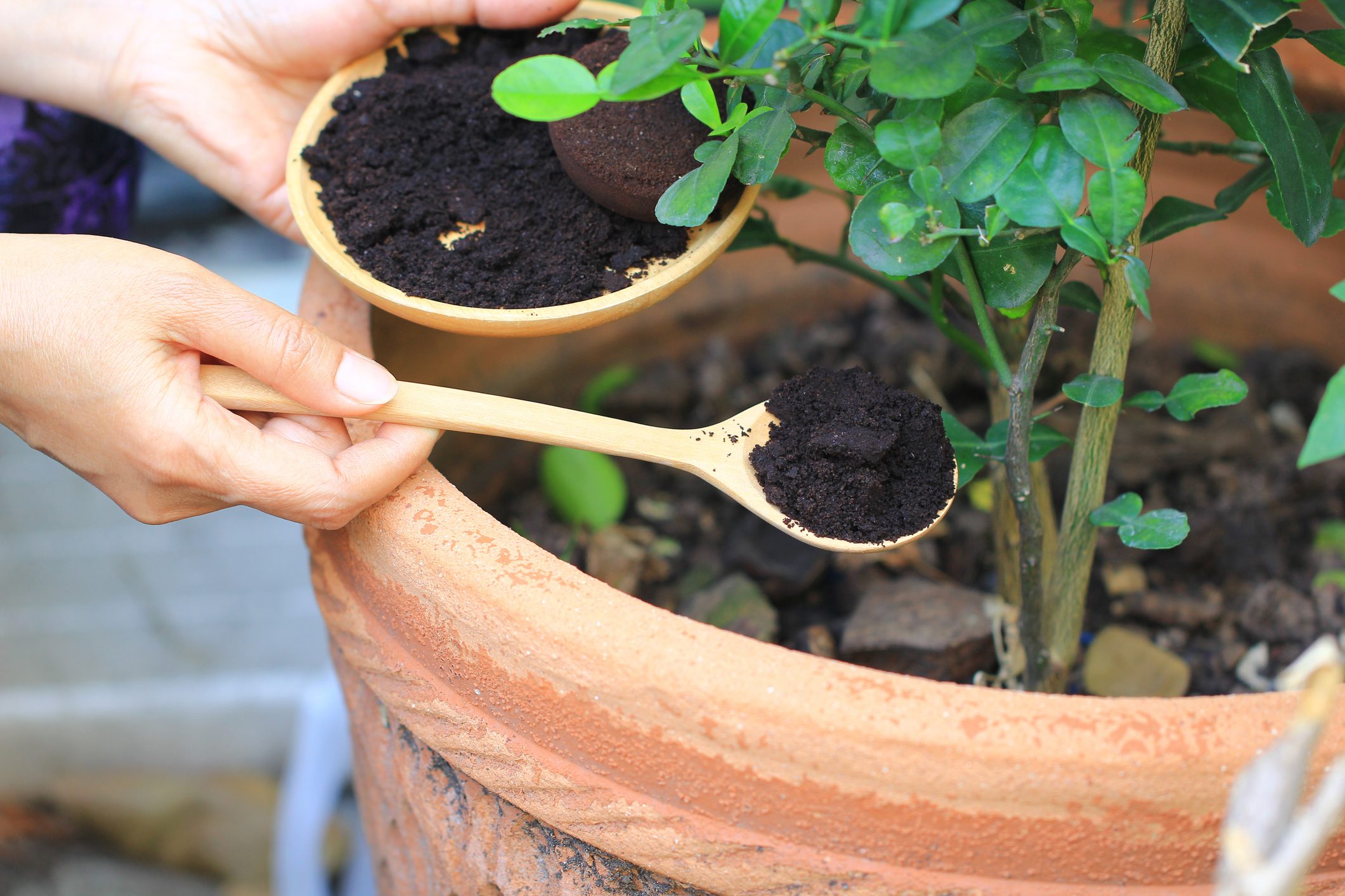 Coffee grounds can be used as fertilizer: the benefits according to science