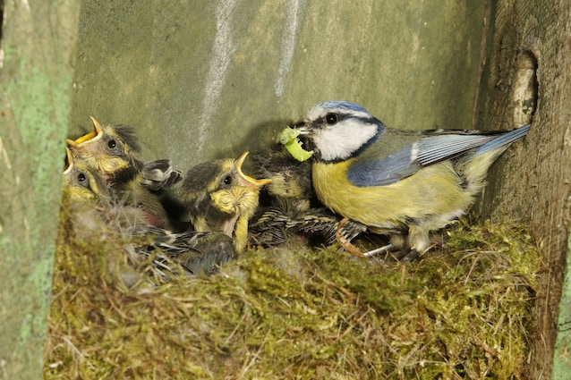 great tits butts nests