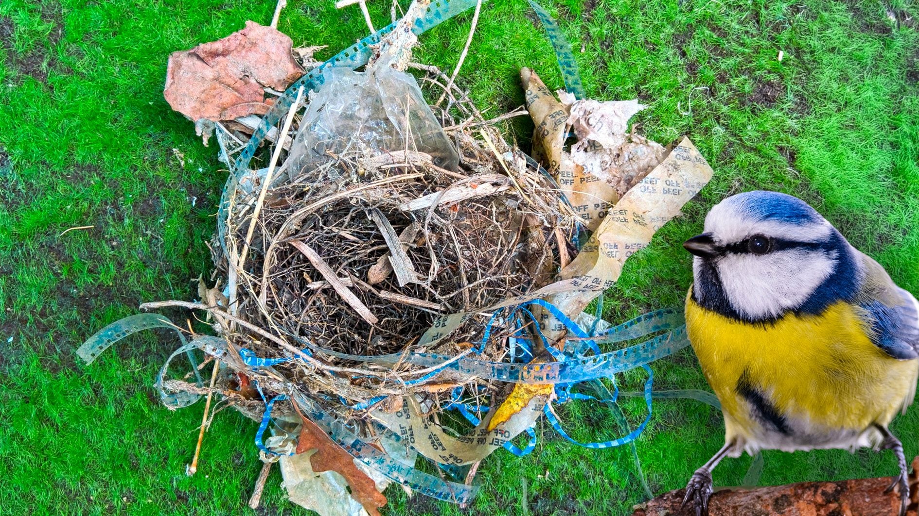 Blue tits use cigarette butts to build nests as repellents and insecticides