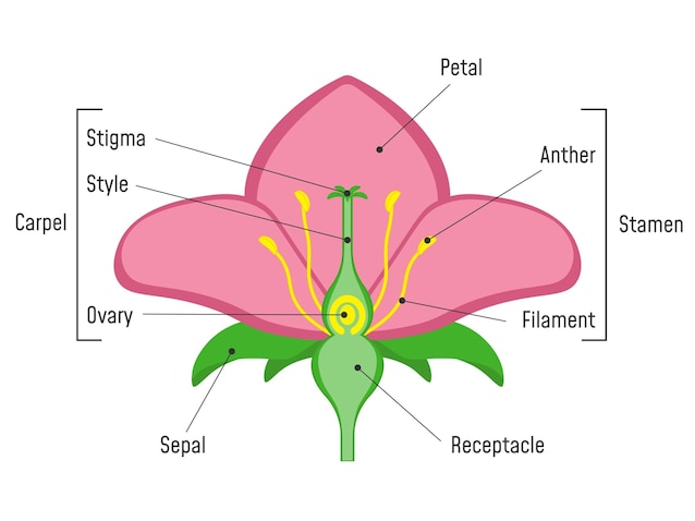 flower structure
