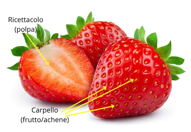 strawberry pulp and fruits